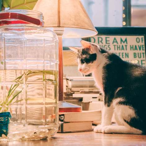 7 книг о кошках, котах и котиках: от романов до советов по воспитанию — блог Storyport